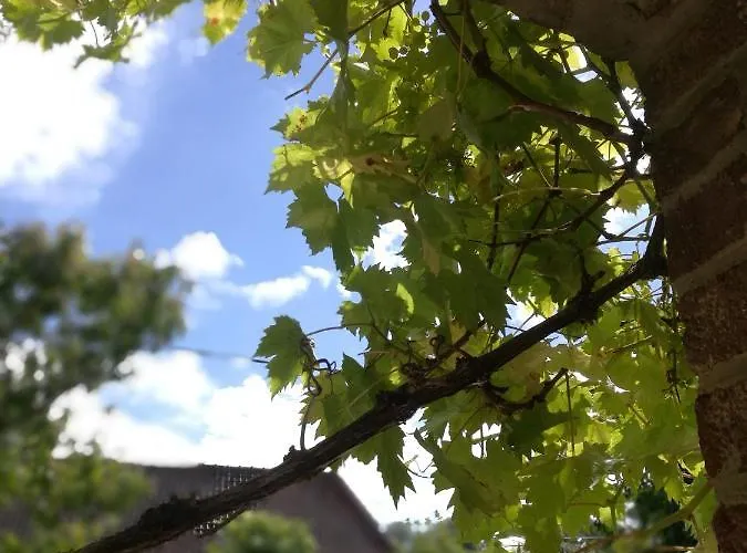 Carlotta - Sea Hotel *